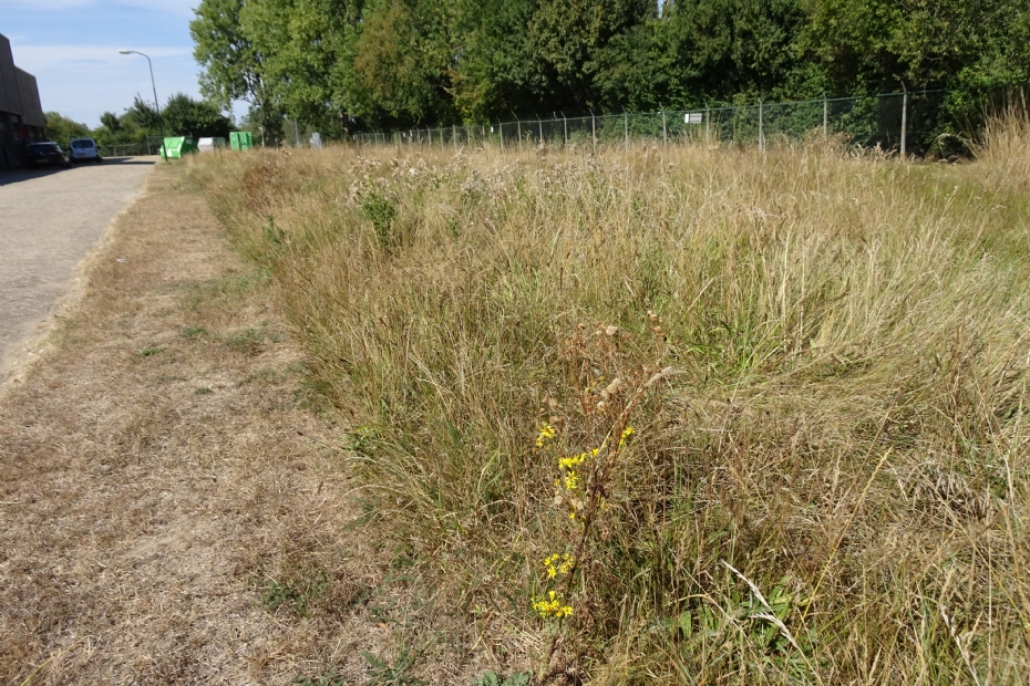 Een droge berm: de schade van een natuurbrand is vele malen groter dan die van een berm die te vroeg wordt gemaaid