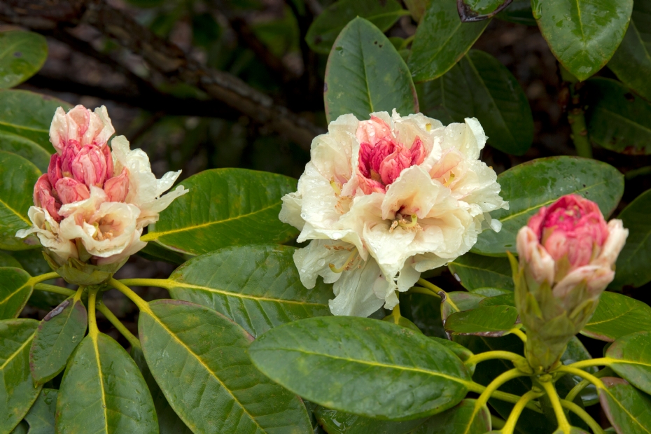 Rhododendron 'Elsie Straver'