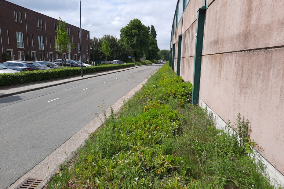 'Wildkruid dat niet bestreden hoeft te worden'