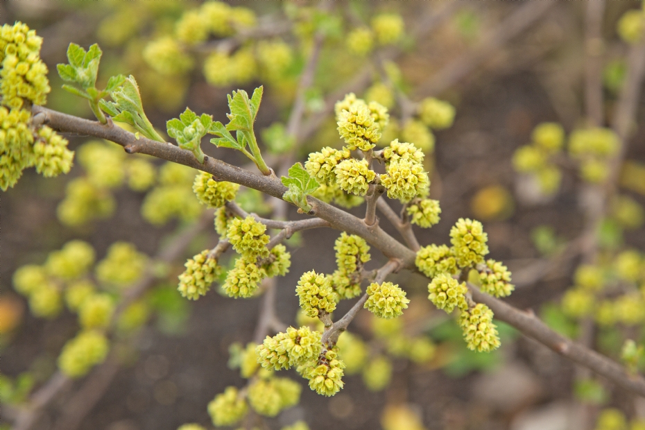 <i>Rhus aromatica</i>