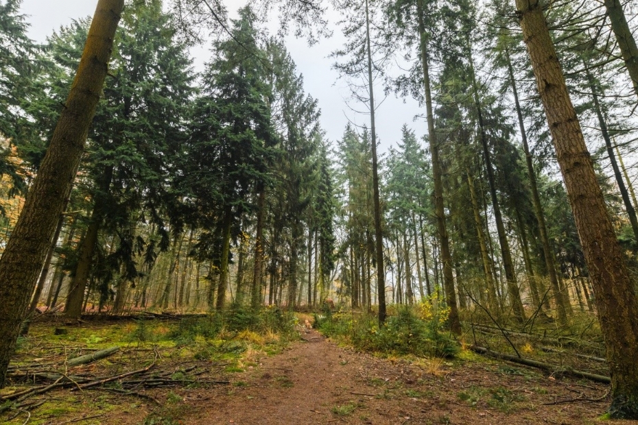 Bosbeheer: dunning in Tilburg (Beeld via: Weijtmans)