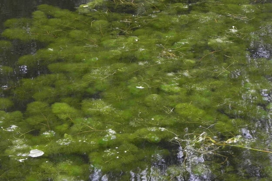 Bij Drunen loopt een pilot van Waterschap Aa en Maas om de invasieve waterplant waterwaaier (Cabomba caroliniana) te bestrijden