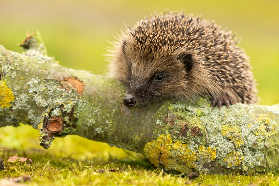 Egel (credits: Callingcurlew23)