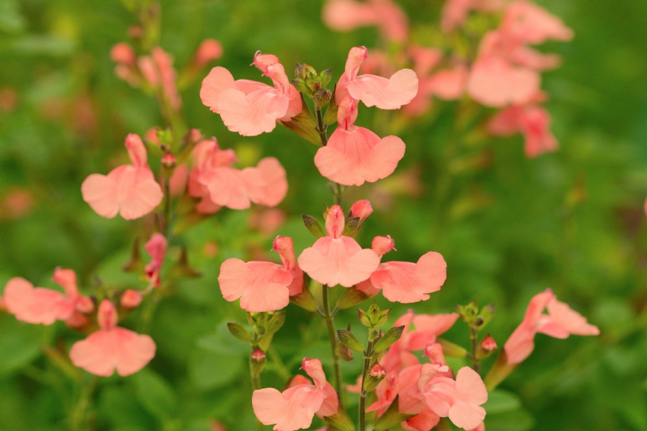 <i>Salvia</i> 'Aphrodite'