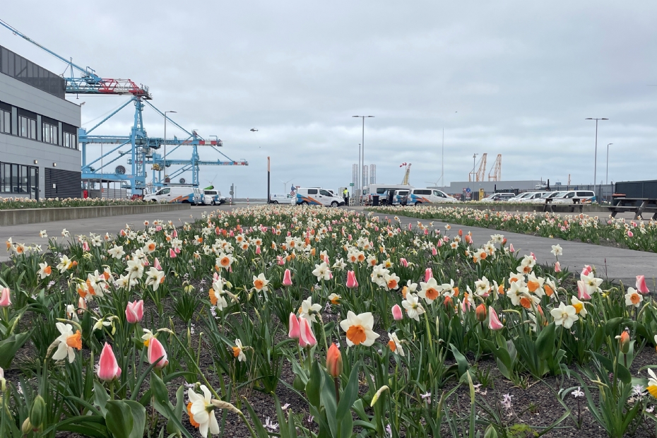 Maasvlakte 2 is een zwaar beveiligd gebied, een stukje niemandsland waar vergroening niet vanzelfsprekend is.