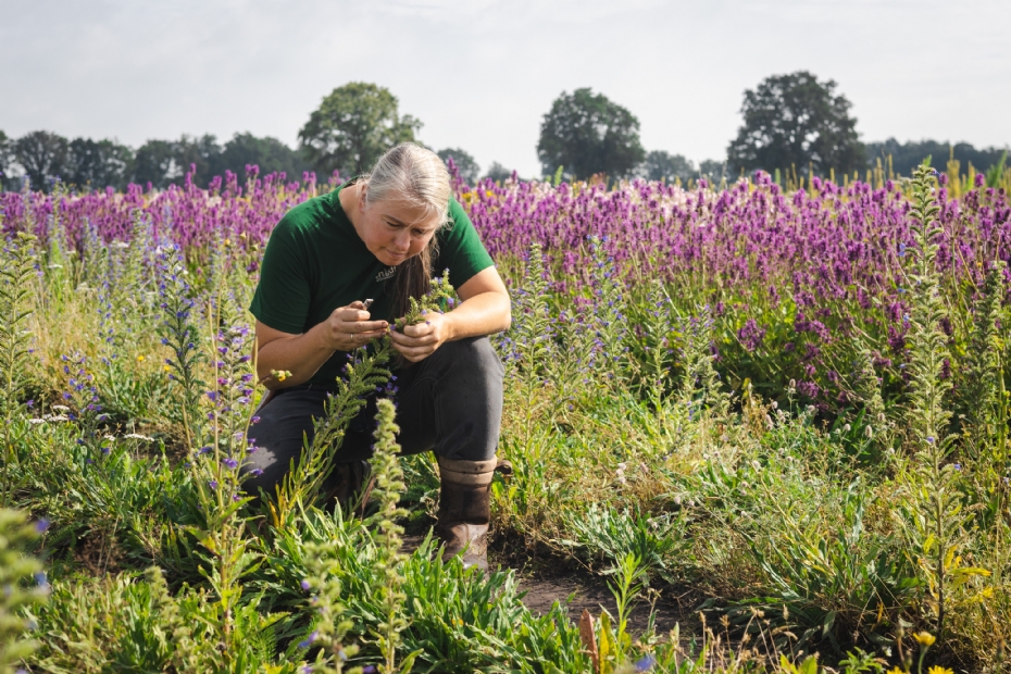 Jojanneke Bijkerk, mede-eigenaar van Cruydt-Hoeck: 'We zijn er nu aan toe om het verfijnde verhaal over genetisch inheems materiaal te vertellen.'