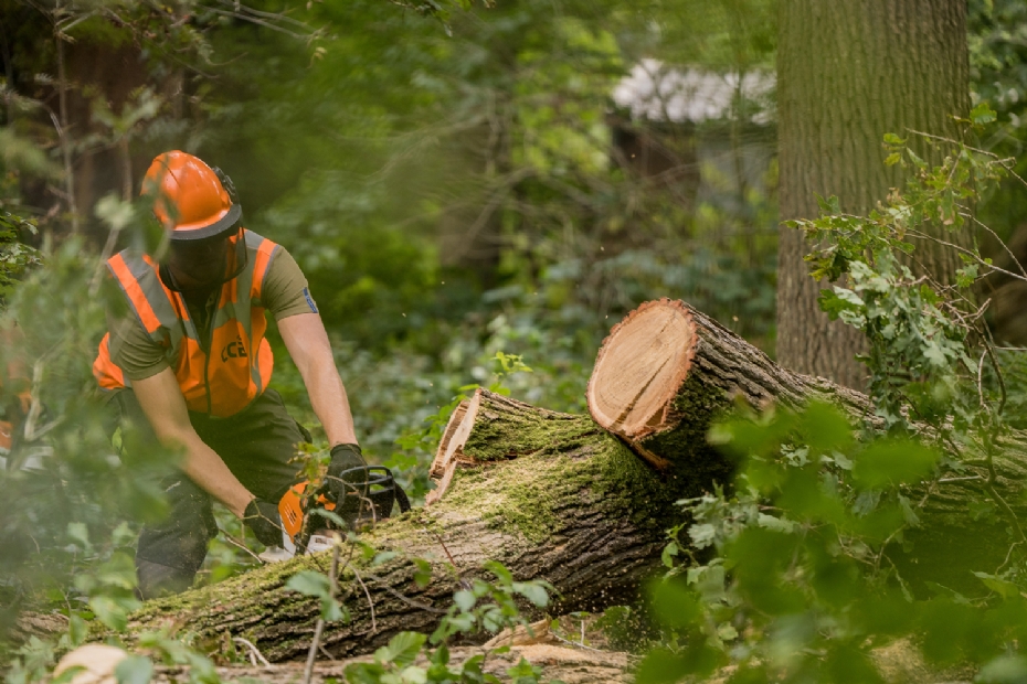 Op een verantwoorde wijze met de kettingzaag aan het werk