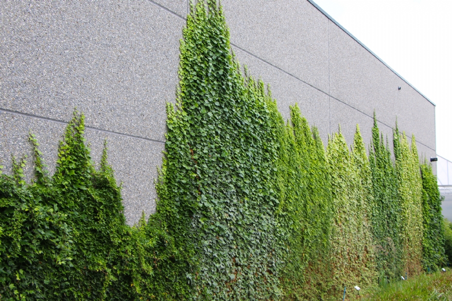 Grondgebonden gevelgroen Viaverda Destelbergen 