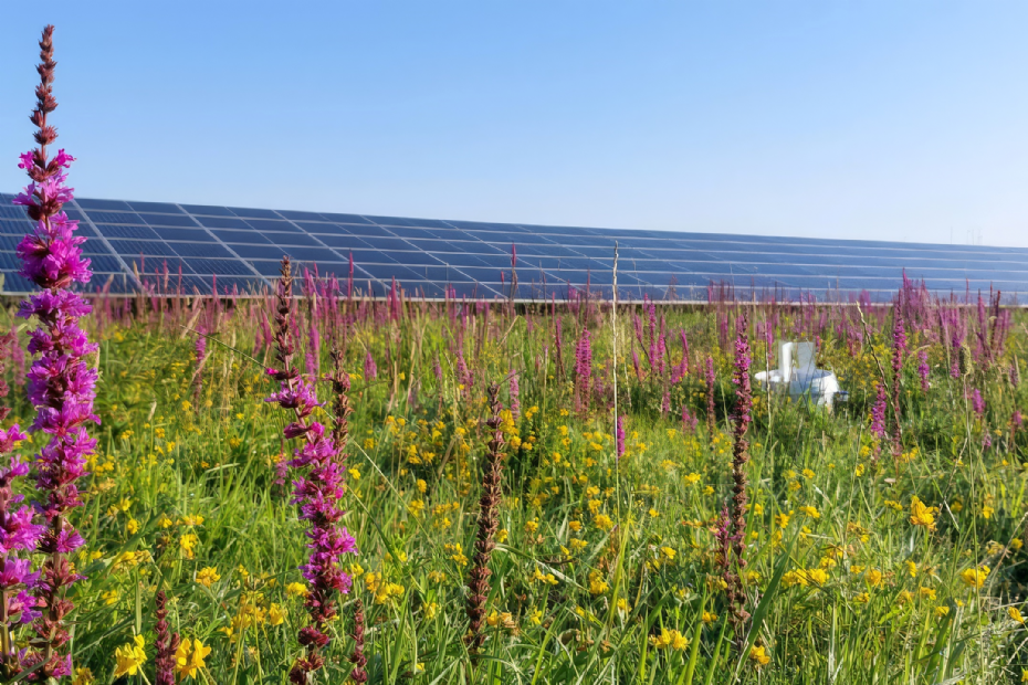 Een ecologische zone bij een zonnepark. Fotograaf Timea Kocsis