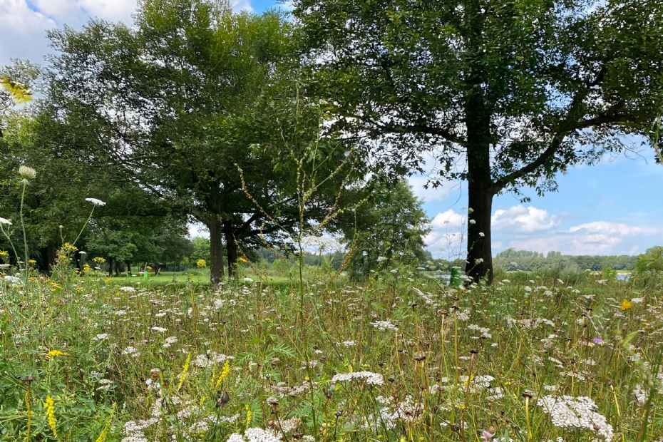 Staygreen 2 EPR-vegetatie rondom eikenbomen