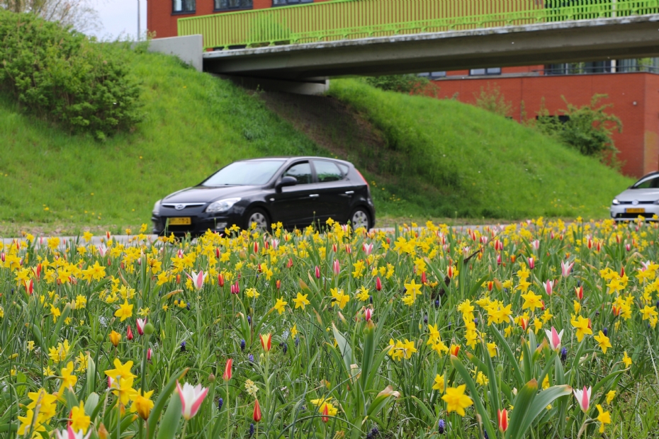 'We gebruiken op zichtlocaties zoals bij de fietsbrug het Natuurlijk Bloeiende Berm-mengsel met bollen' - Janoah Bovenhuis