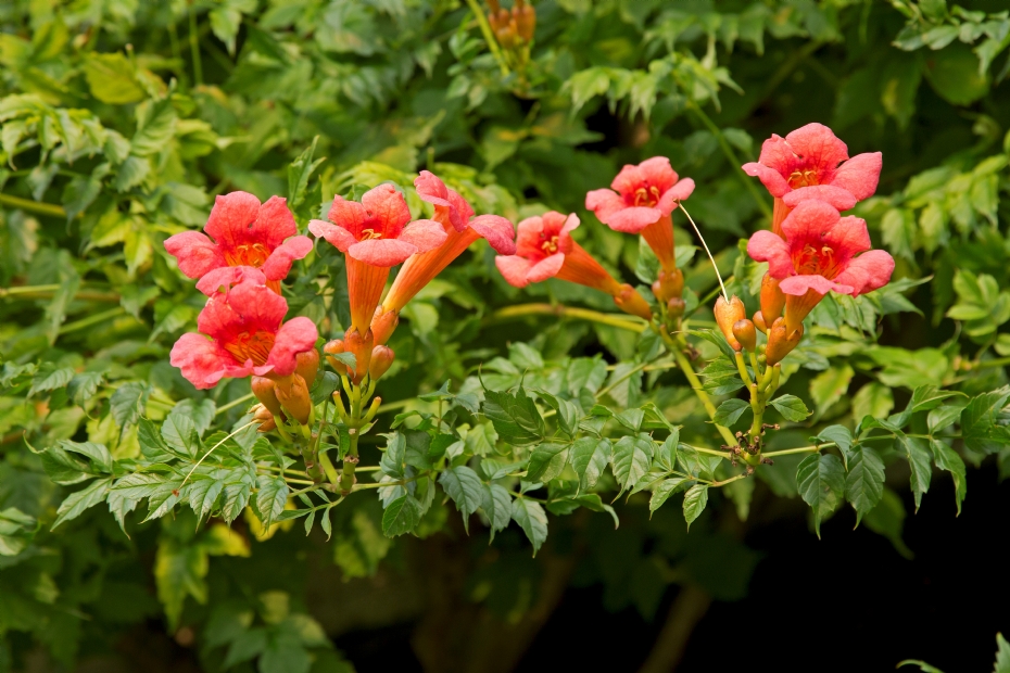Campsis radicans