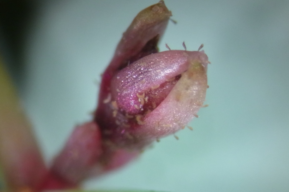 Galmijt (Foto: CABI).