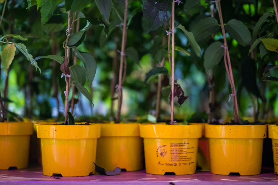 Bezoekers kunnen gratis een toekomstboom uitzoeken op het symposium om aan te planten in hun gemeente of tuin. Archieffoto: Vakblad Boomzorg.
