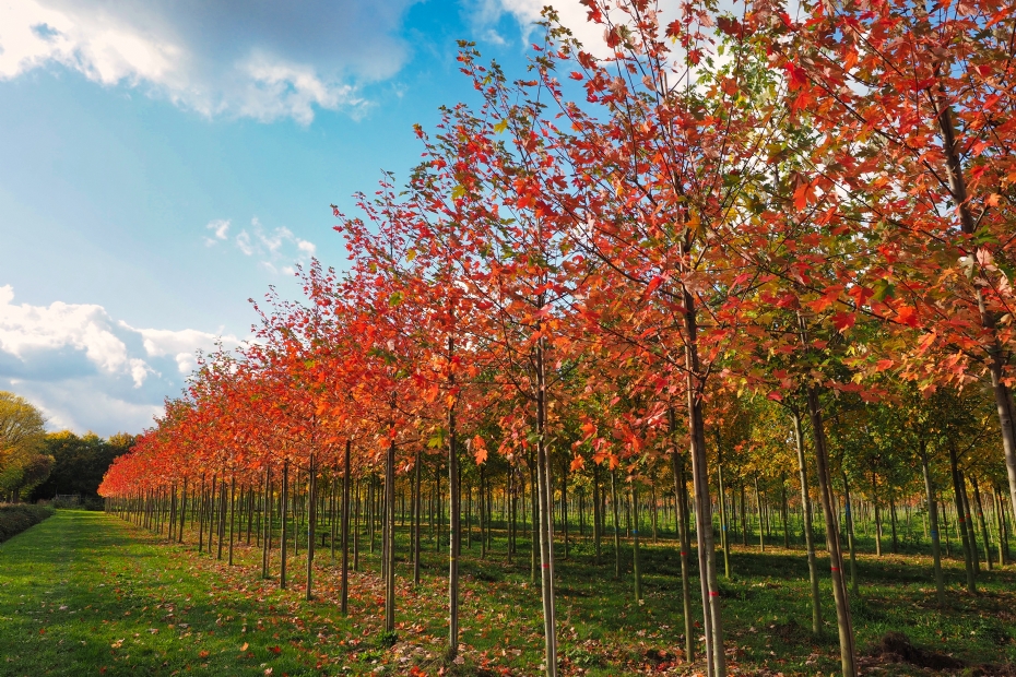 <i>Acer x freemanii</i> 'Jeffersred' in herfstkleuren