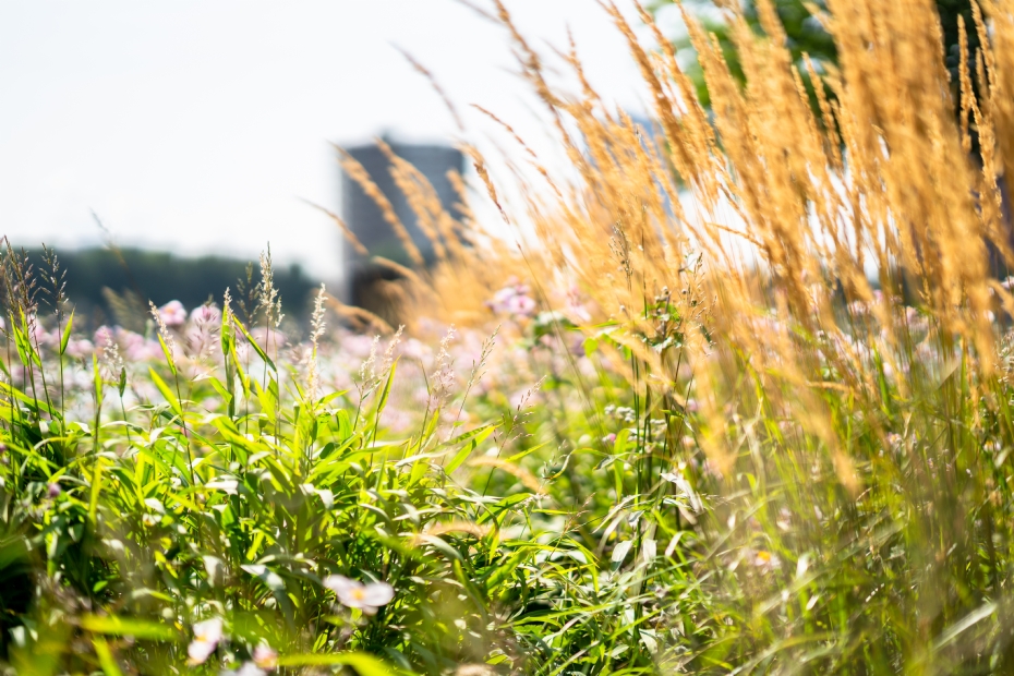 Beeld ter illustratie, archieffoto Stad + Groen