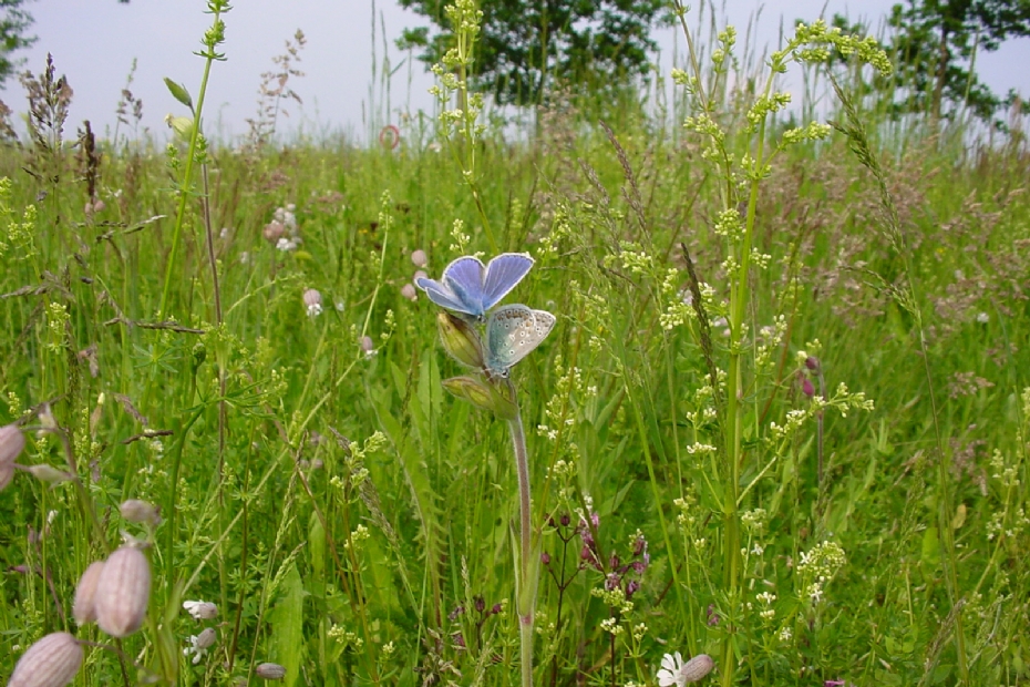 Beeld ter illustratie: Icarusblauwtjes in kruidenrijk grasland