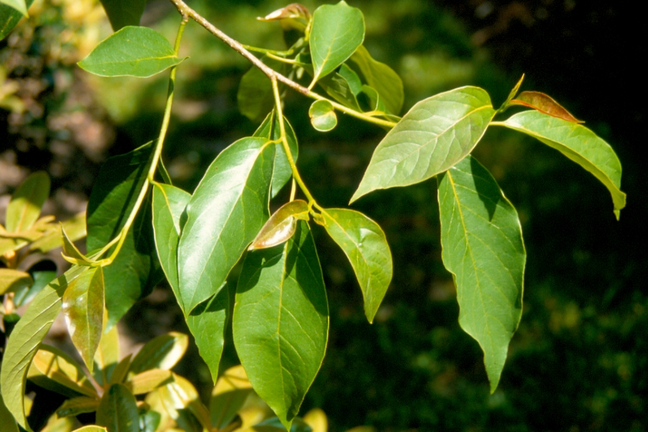 <i>Nyssa sinensis</i>