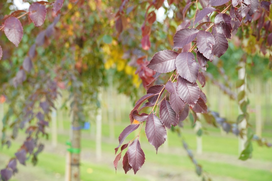 <i>Ulmus</i> 'Frontier'