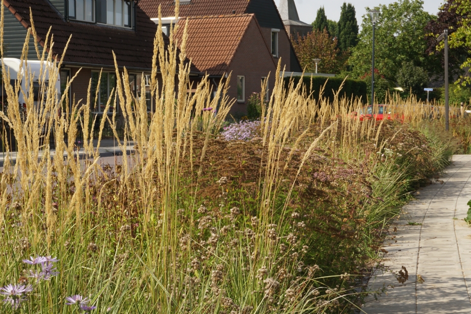 Ook inheemse planten geven het groen in Achter-Drempt een stijlvolle uitstraling  (foto Ralf Steegs)