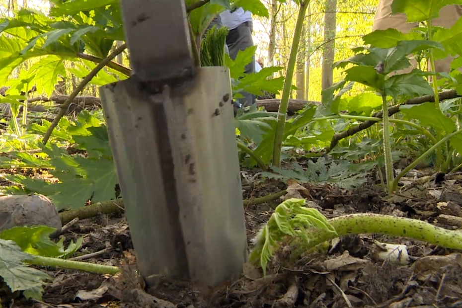 Beheer: de 'Berenklauwboor' (archieffoto NWST)