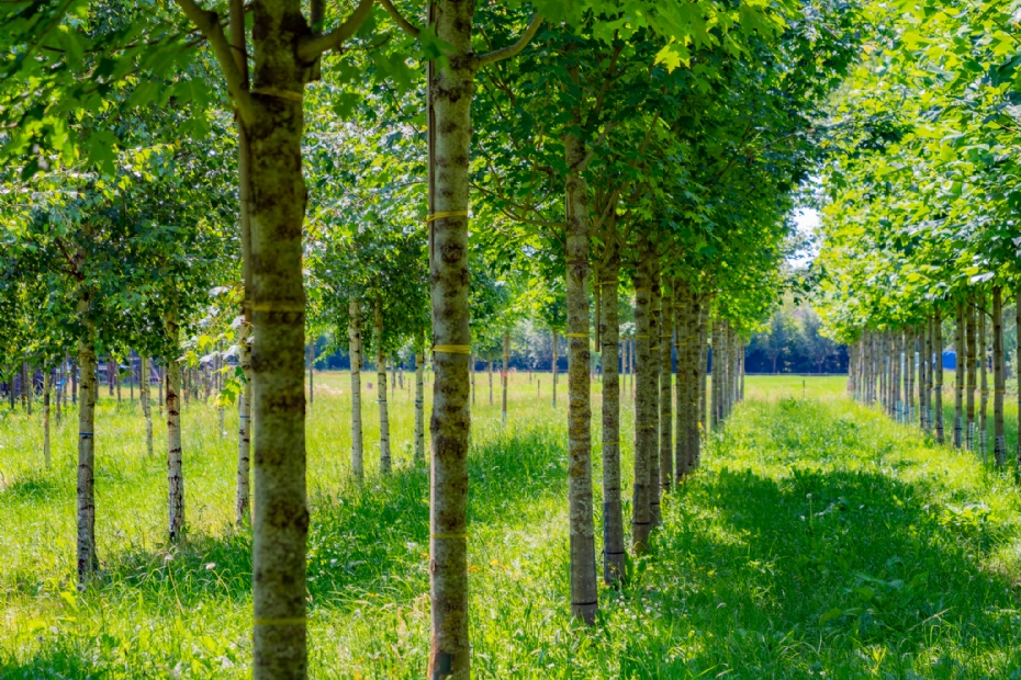 <i>Acer freemanii</i> 'Armstrong Two' op een SKAL-perceel