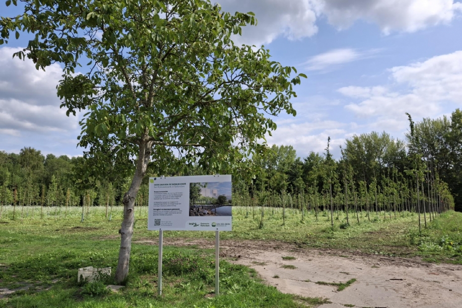 Op dit SKAL-perceel worden 450 bomen voor de gemeente Rotterdam gekweekt. Op dit SKAL-perceel worden 450 bomen voor de gemeente Rotterdam gekweekt.