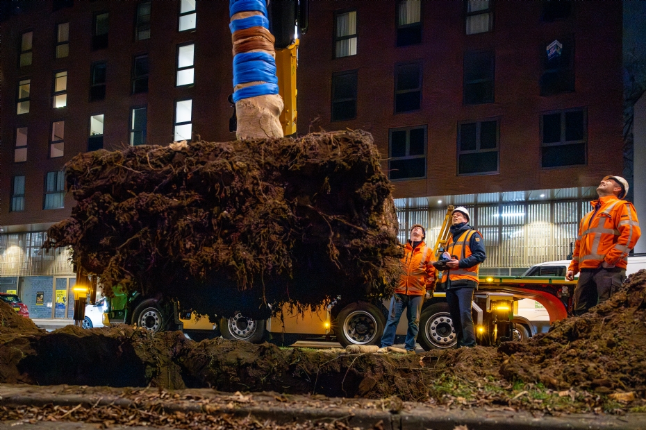 Er moesten flinke, zwaar bewortelde kluiten verplant worden Er moesten flinke, zwaar bewortelde kluiten verplant worden