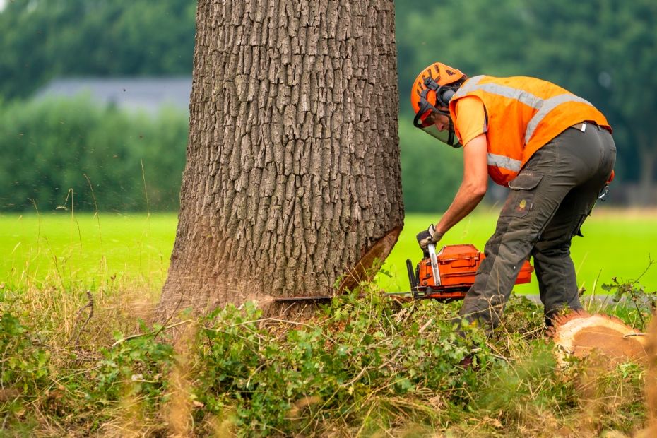 Beeld ter illustratie: bomenkap door Van Weert Rondhout