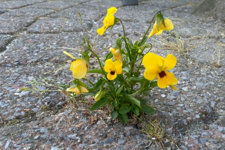 'Knelpunten en groeikansen', beeld ter illustratie