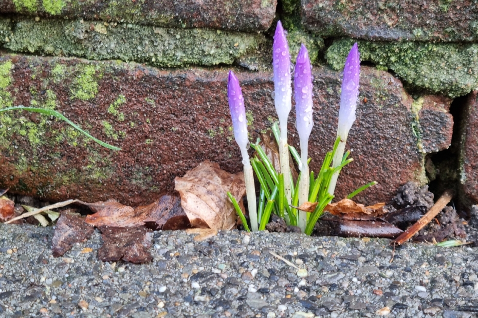 Beeld ter illustratie