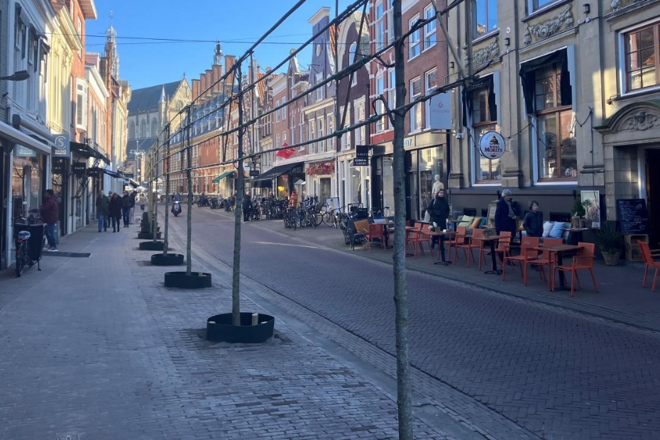 In 2023 aangeplante leilinden in de Haarlemse Zijlstraat - Beeld: gemeente Haarlem