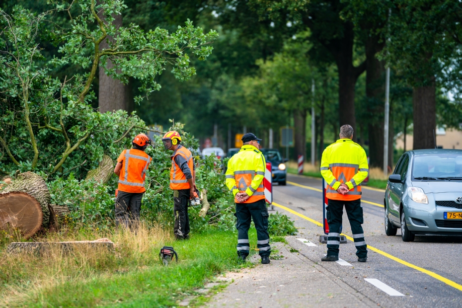 Bomenkap door Van Weert Rondhout, beeld ter illustratie