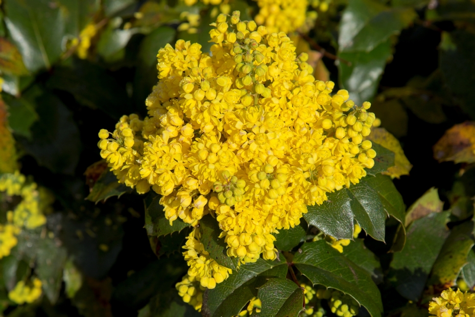 <i>Mahonia</i> Bokrafoot (BLACKFOOT)