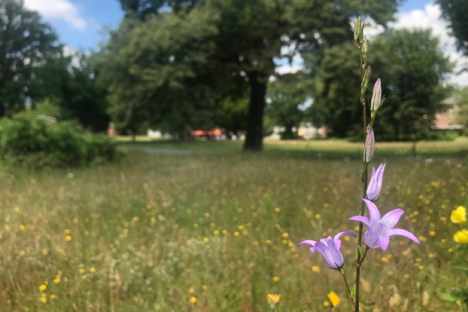 Weitje met Campanula - beeld via VDBH