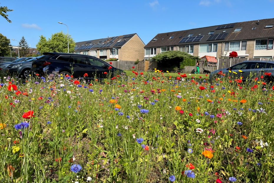 Zomerbloei Zelder in stedelijk gebied ter tijdelijke verfraaiing van bouwgrond
