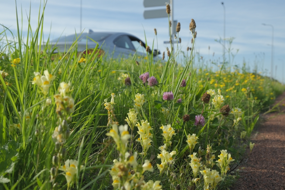 Berm in Groningen. Bron: Cruydt-Hoek
