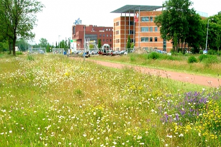 Rozenburglaan, Groningen