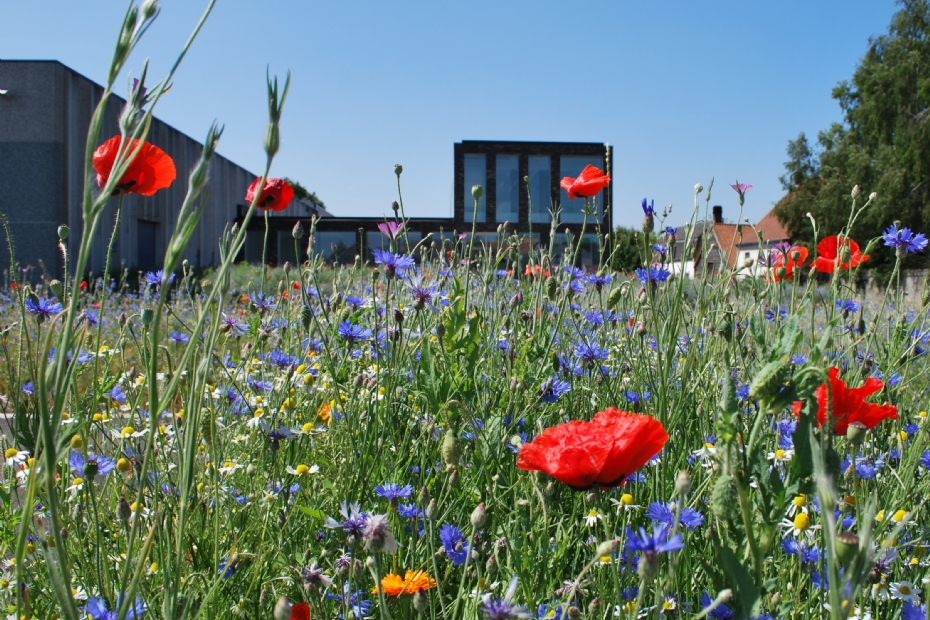 Akkerkruiden zoals korenbloemen en klaprozen geven het mengsel Sunflower een echte veldbloemenlook