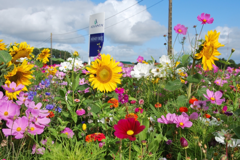 <i>Cosmea, Zinnia</i> en zonnebloem (hier in Honey Bee) zijn bijenplanten met een hoge belevingswaarde
