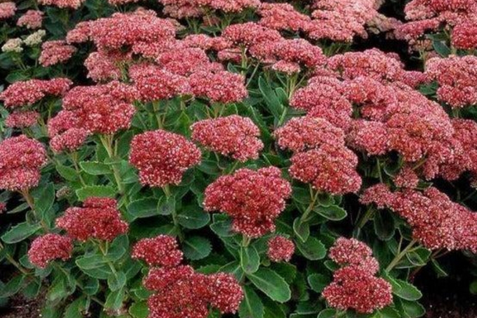 Sedum �Herbstfreude� 