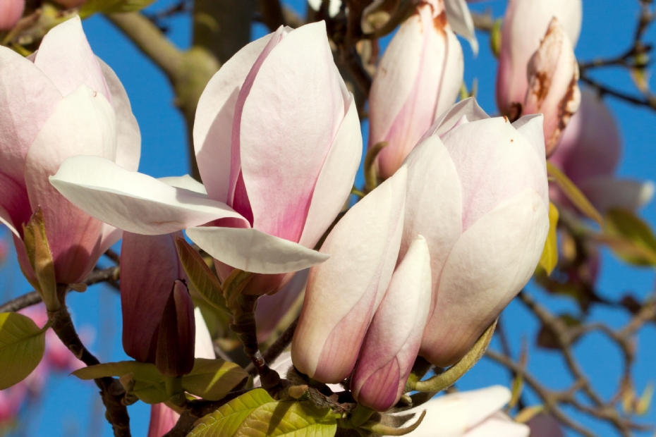 <i>Magnolia soulangeana</i> 'Sundew'