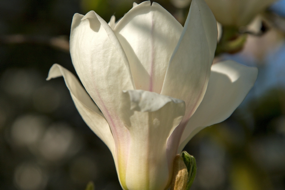 <i>Magnolia soulangeana</i> 'Alba Superba'