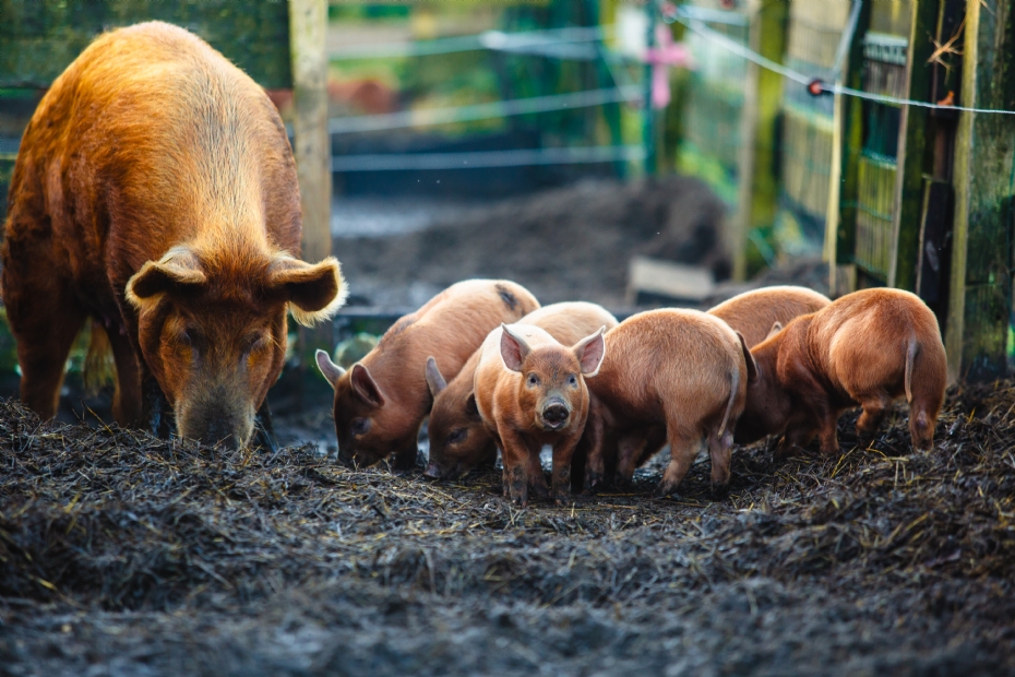 'Oerwroeters', moeder met biggen (Foto door: Aylin van den Houten)