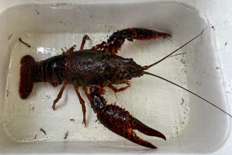 Rode Amerikaanse rivierkreeft (Procambarus clarkii), een invasieve soort die in Nederland veel voorkomt en schade veroorzaakt aan oevers en waterkwaliteit (Beeld ter illustratie, gegenereerd met AI)