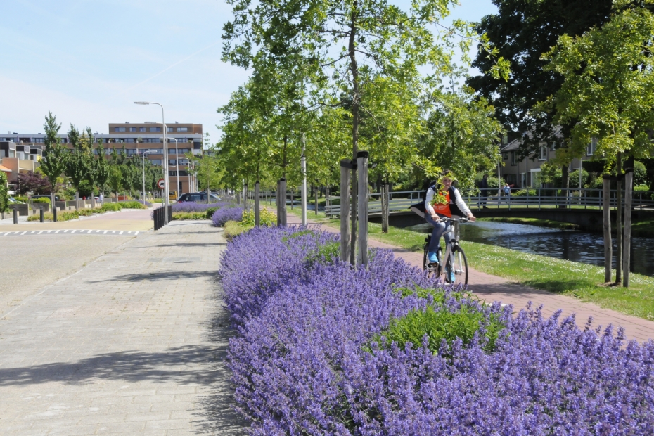 Archieffoto Quercus palustris met onderbeplanting van Nepeta  in de gemeente Zuidplas