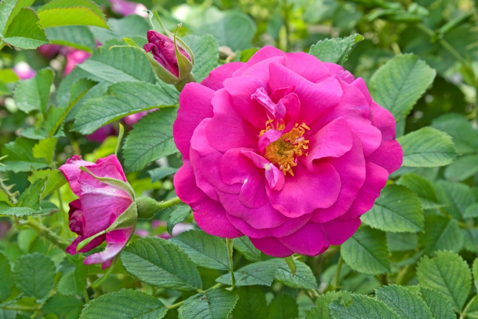<i>Rosa</i> 'Aushedge' (WILD EDRIC)