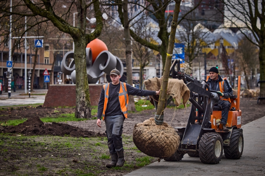 Veertig nieuwe bomen in de binnenstad van Rotterdam, met op de achtergrond de Kubuswoningen. Foto: gemeente Rotterdam - Jan de Groen