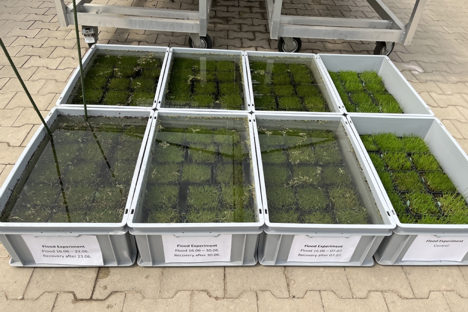 Het 'flood experiment'