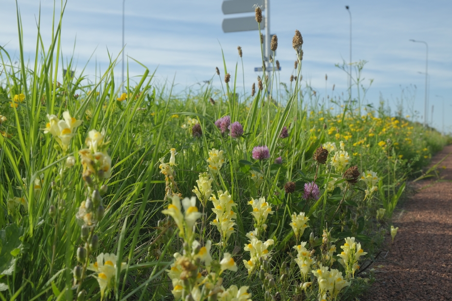 Een berm in Groningen (Beeld: Cruydt-Hoeck) Een berm in Groningen (Beeld: Cruydt-Hoeck)